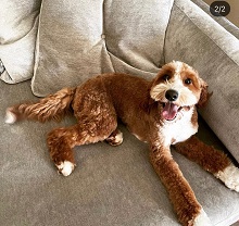 Logo for Cuddle Buddy Labradoodles