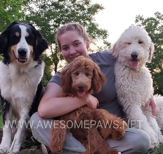 Logo for Awesome Paws