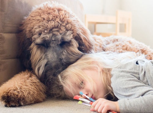 Logo for Linder Labradoodles & Bernedoodles