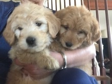 Logo for Colorado Puppies